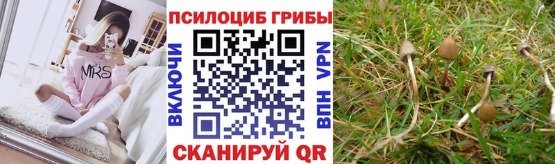 Псилоцибиновые грибы Magic Shrooms  Шимановск 